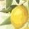 Citron